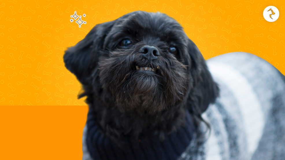Black Shih Tzu Personality Traits