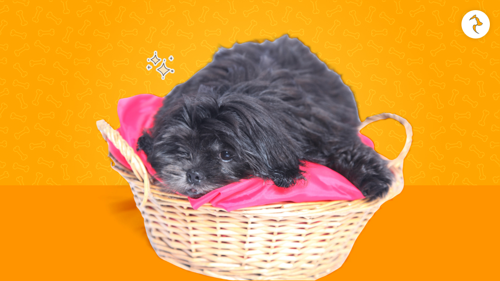 Black Shih Tzus and Allergies