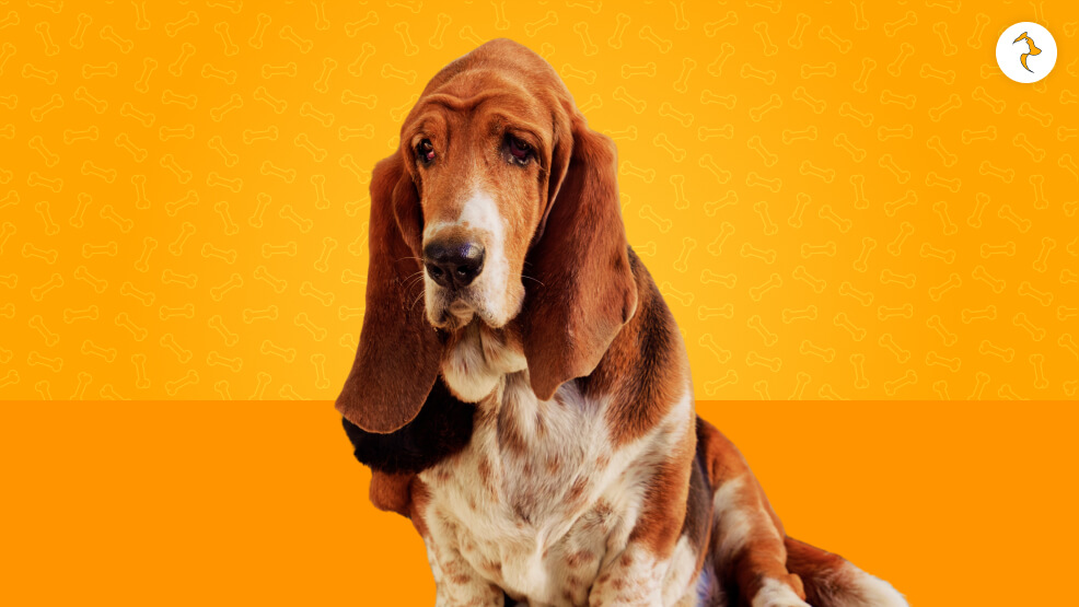 Bloodhound