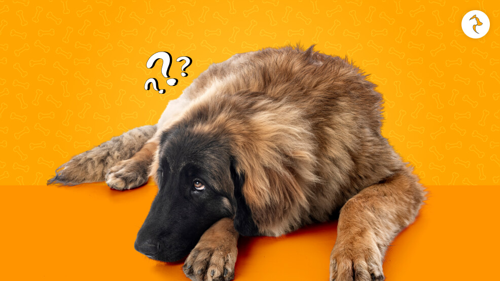 Can Gabapentin Cause Constipation or Diarrhea in Dogs
