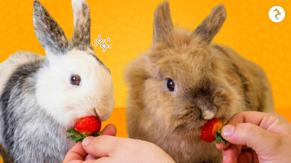 Can Rabbits Eat Strawberries