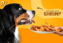 Can dogs have shrimp