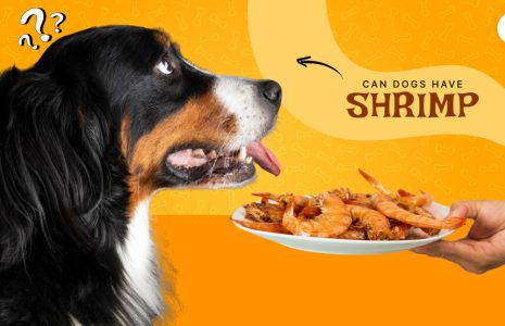 Can dogs have shrimp