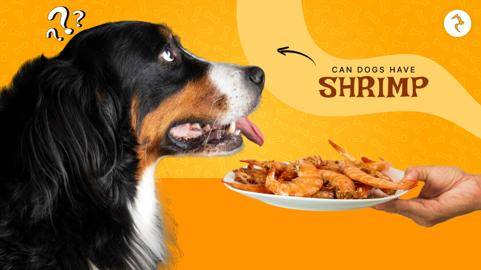 Can dogs have shrimp