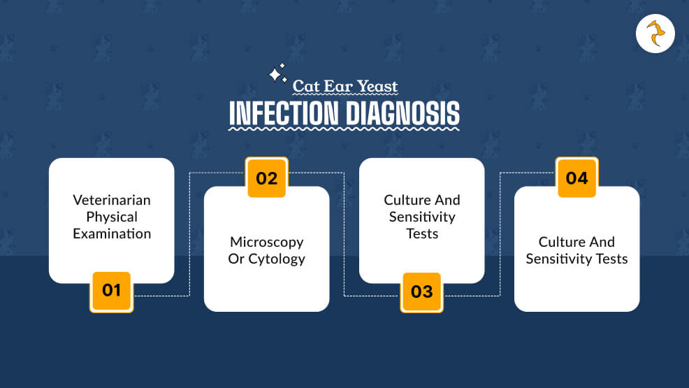 Cat Ear Yeast Infection Diagnosis