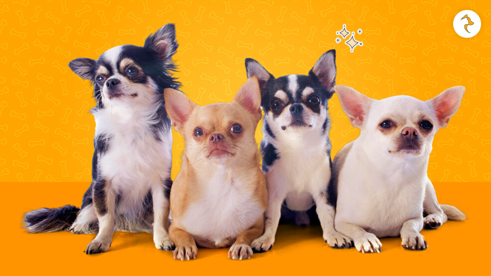 Chihuahua Coat Characteristics A Deep Dive