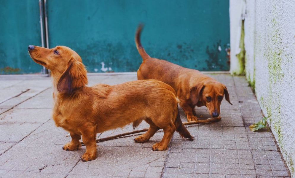Dachshund Health