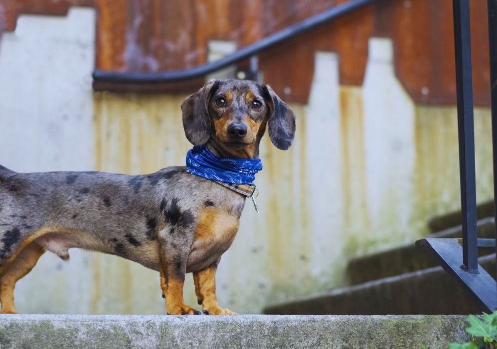 Dachshund Health The Famously Long Body Of Dachshunds