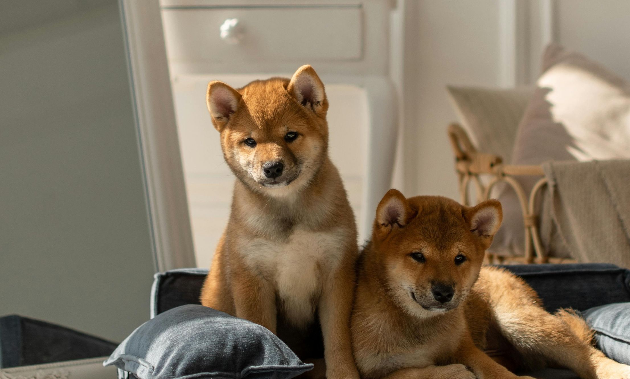 Design Rooms That Are Typical of Your Pet’s Habits and Instinctive Nature