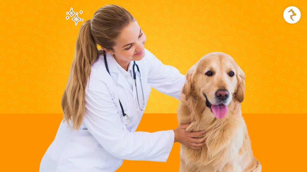 Diagnosis Vets' Considerations Whether or Not Dogs Have Headaches