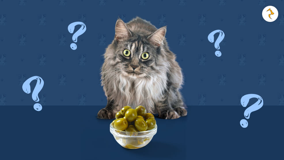 Do Cats Like Olives
