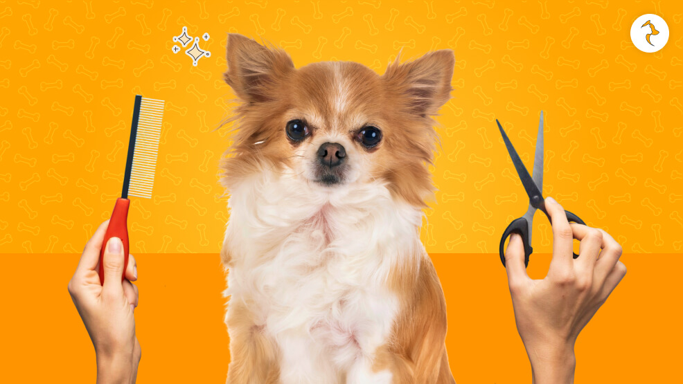 Do Chihuahuas Need Haircuts