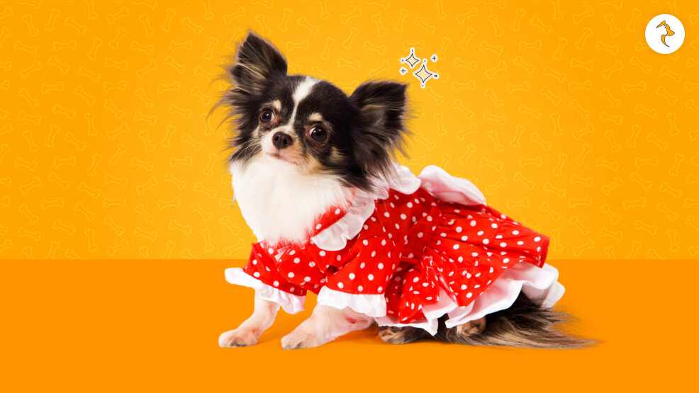 Do Chihuahuas Shed Or Are They Non-Shedding