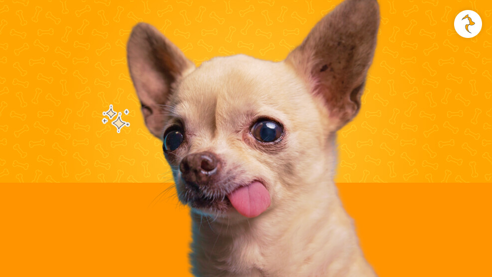 Do Chihuahuas Smell