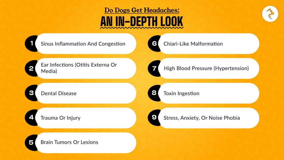 Do Dogs get Headaches An In-Depth Look