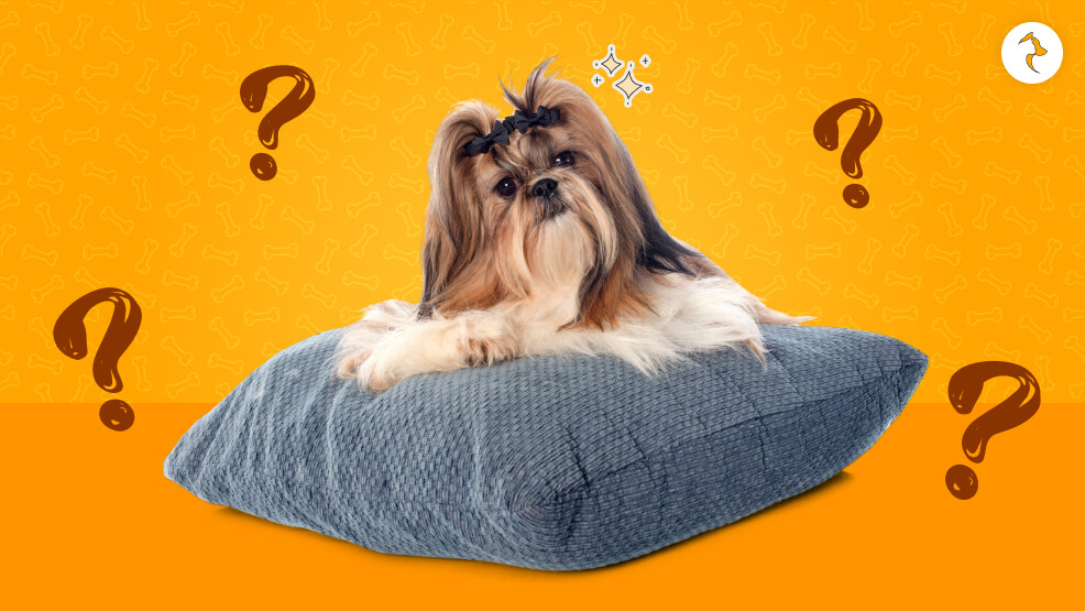 Do Shih Tzus Shed
