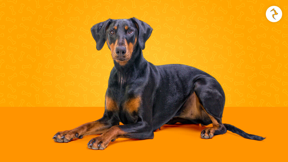 Doberman Pinscher