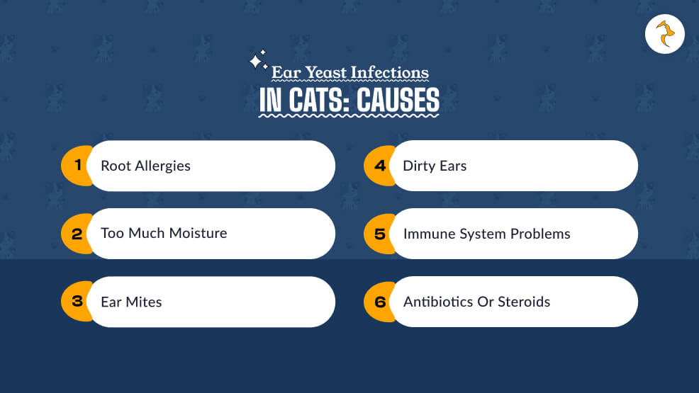 Ear Yeast Infections in Cats Causes