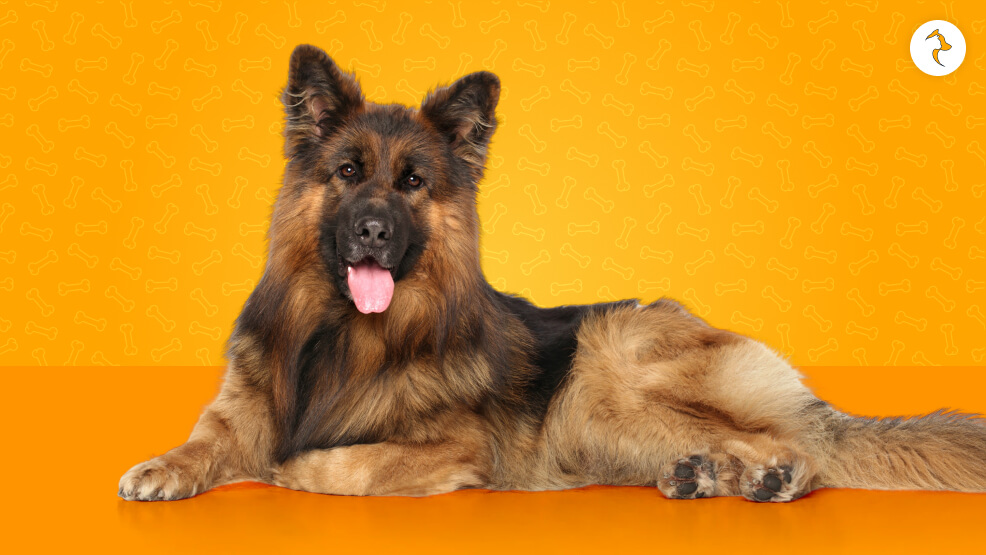 German Shepherd