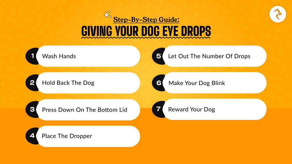 Giving Your Dog Eye Drops