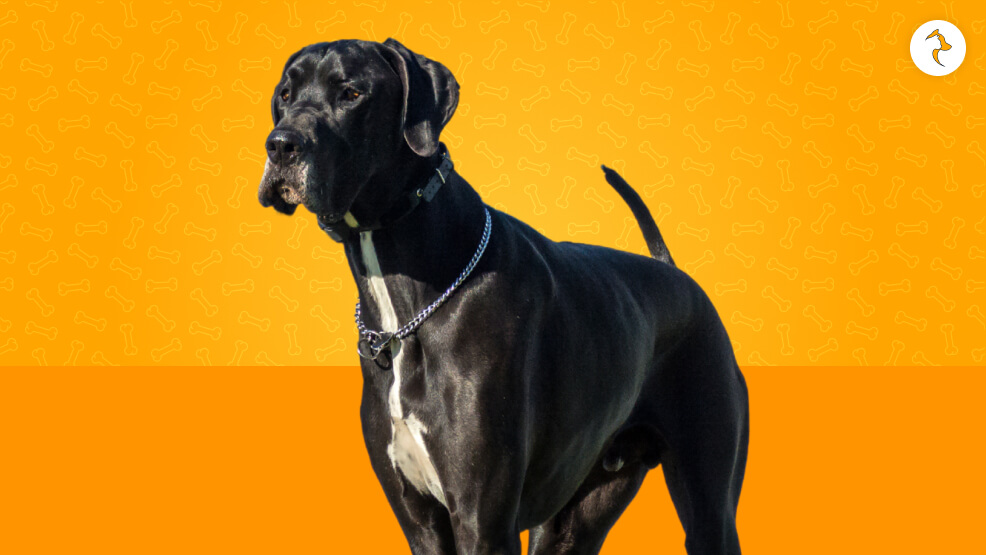 Great Dane