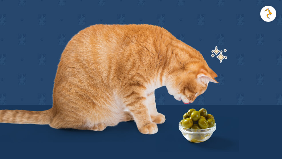 Green Olives and Cats