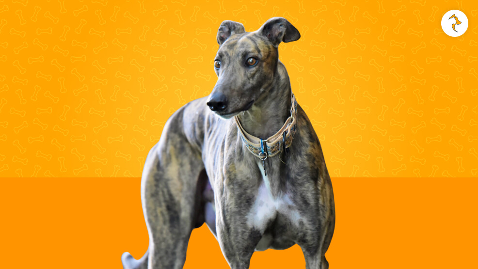 Greyhound