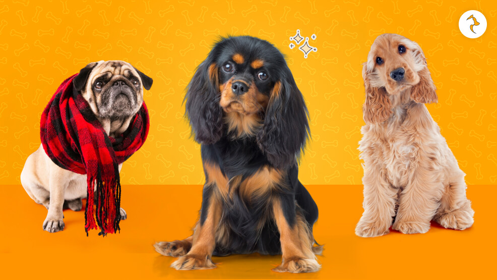 Headache Prone Dog Breeds
