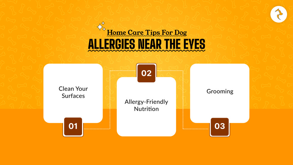 Home Care Tips for Dog Allergies near the Eyes