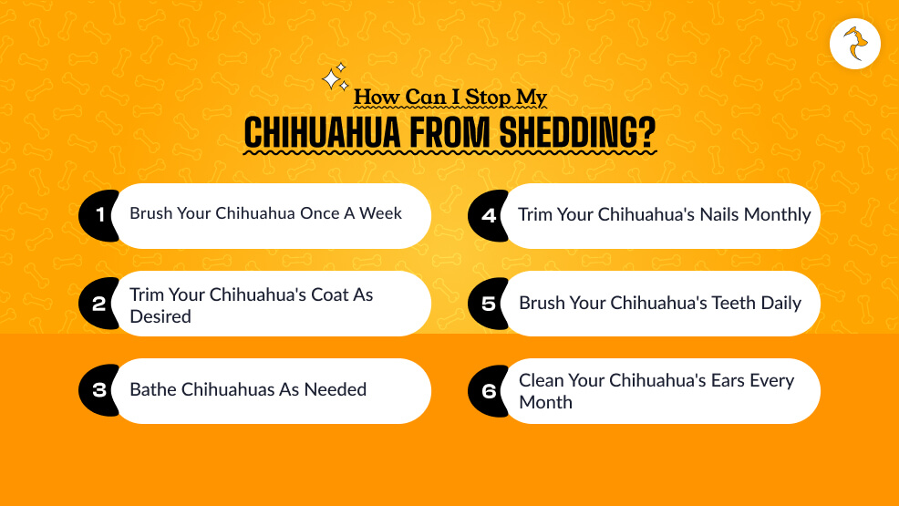 How Can I Stop My Chihuahua from Shedding