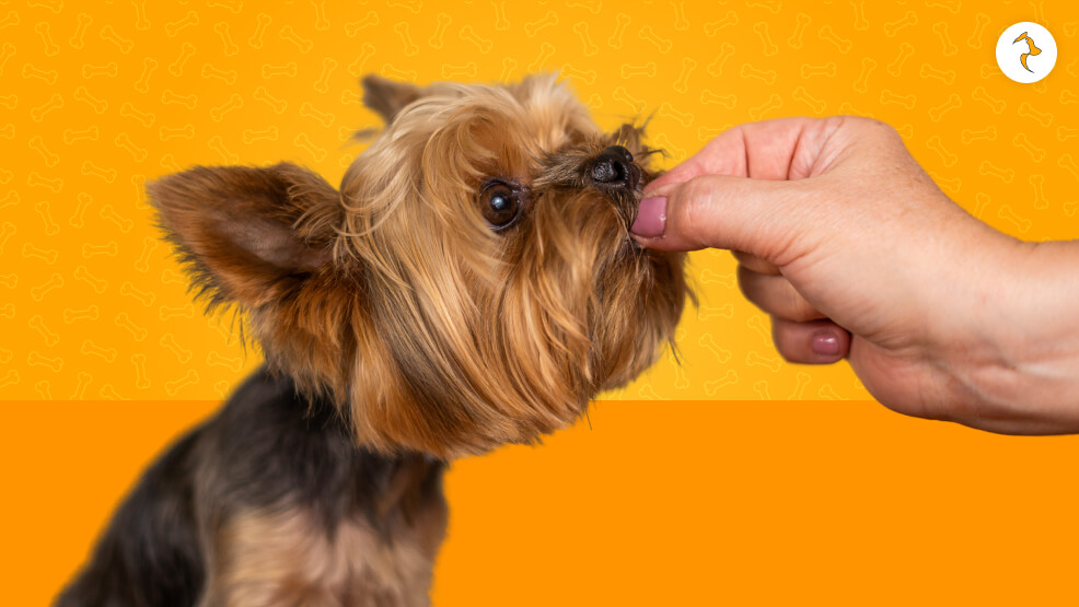 How Is Gabapentin Action in Dogs