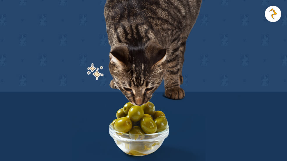 How To Feed Olives To Your Cat