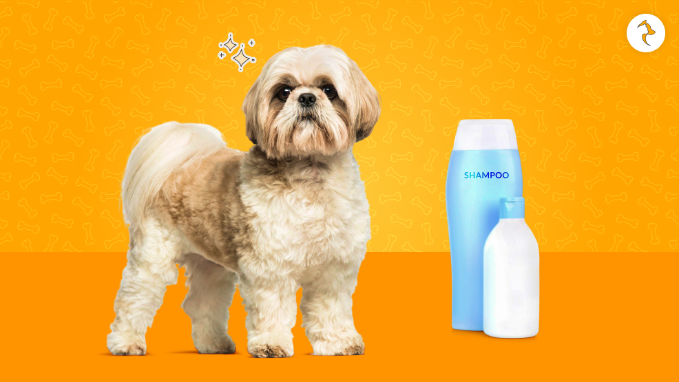 How to Pick the Best Shampoo for a Shih Tzu