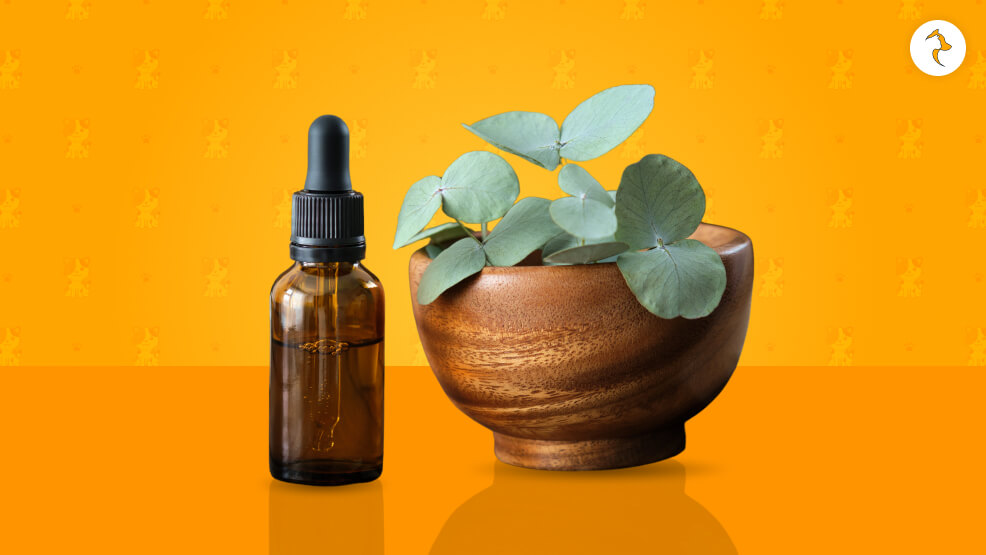 Is Eucalyptus Essential Oil Toxic to Cats