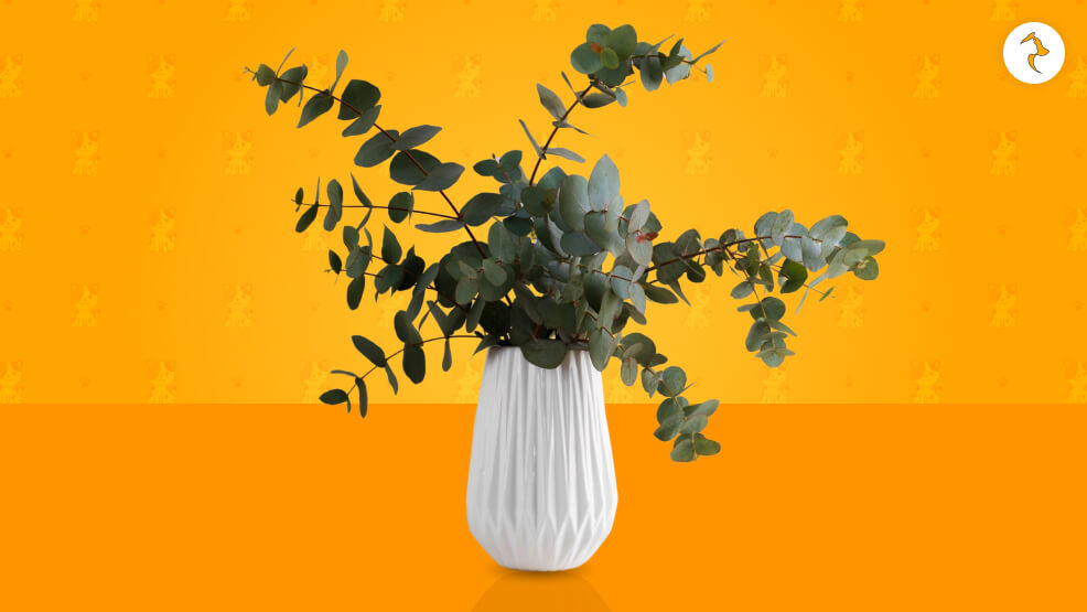 Is Eucalyptus Safe For Cats