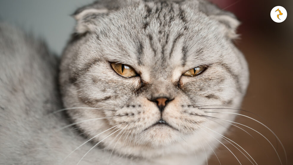 Is My Cat Mad at Me for Something