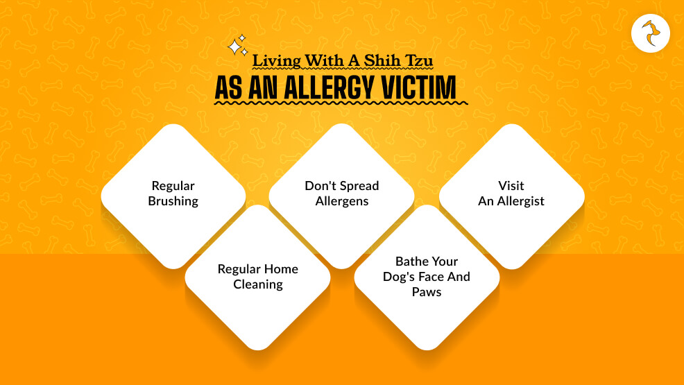 Living with a Shih Tzu as an Allergy Victim