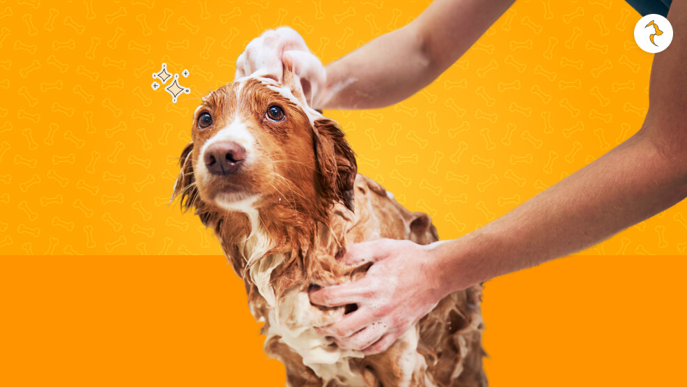 My Dog losing his hair in Patches and Scabs Treatment Based on CauseÂ