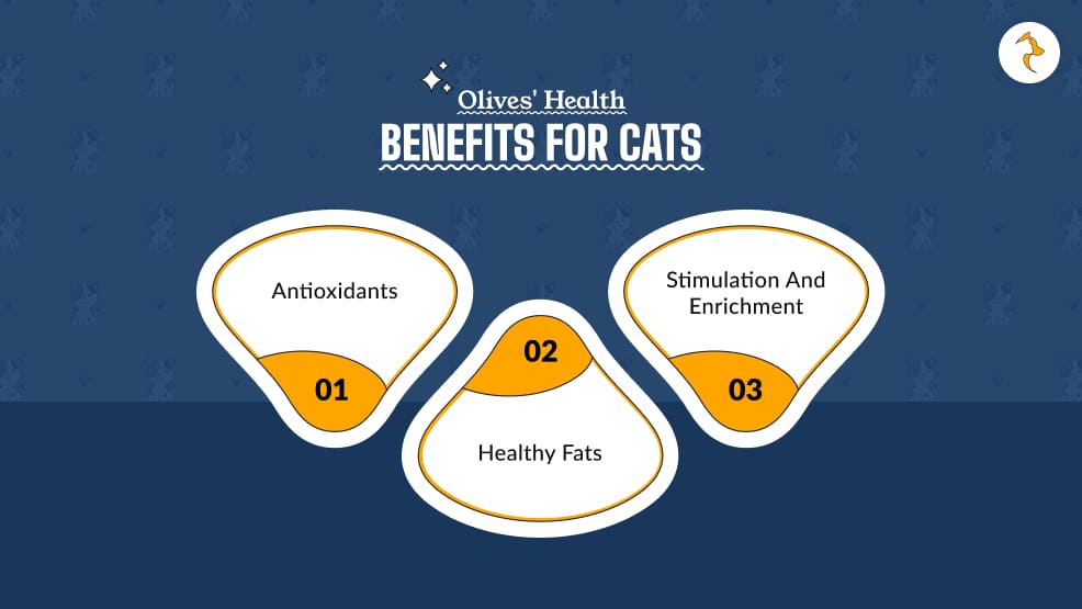 Olives' Health Benefits for Cats
