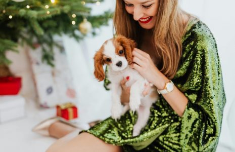Owning a Cavalier King Charles Spaniel