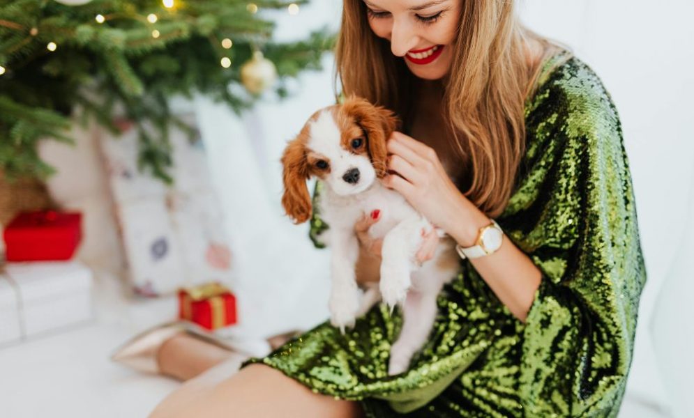 Owning a Cavalier King Charles Spaniel