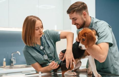 Pet care services