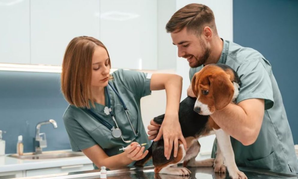 Pet care services