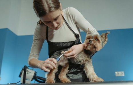 Pet grooming marketing strategies