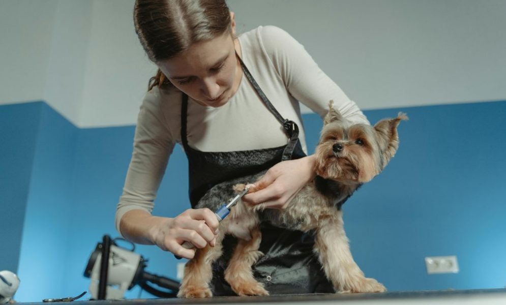 Pet grooming marketing strategies