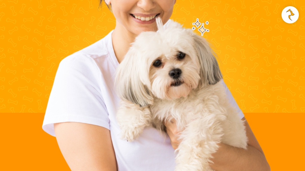 Preparing a Shih Tzu for a Bath