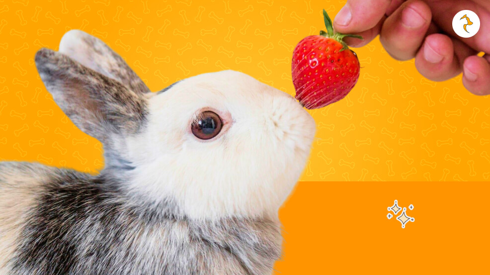 Risks of Feeding Rabbits Strawberries