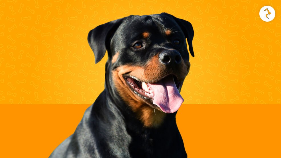 Rottweiler