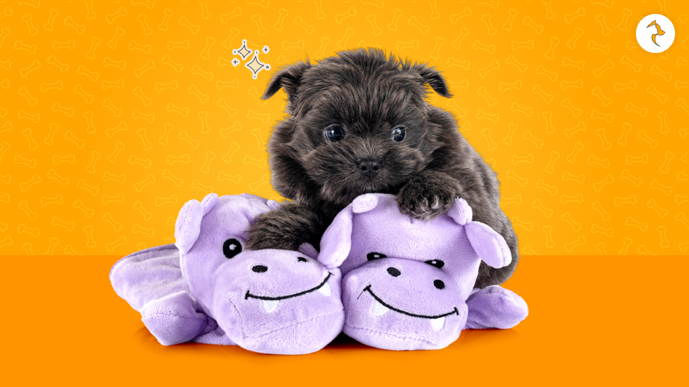 Selecting a Black Shih Tzu