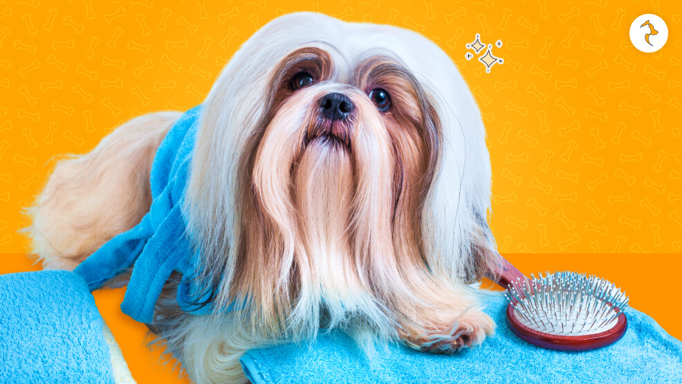 Shih Tzu's Grooming Needs
